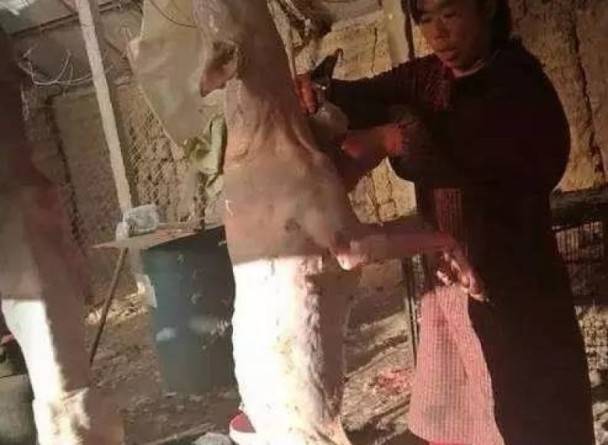 寧夏銀川市近日曝光了一個恐怖血腥的非法屠狗場，大量來源不明的狗慘遭剝皮拆骨，死狀駭人。當地義工報警後，警方立即將屠狗場查封，並救出116只狗，其中一只在送院途中死亡，另有16只狗經診斷證實患有狗瘟。