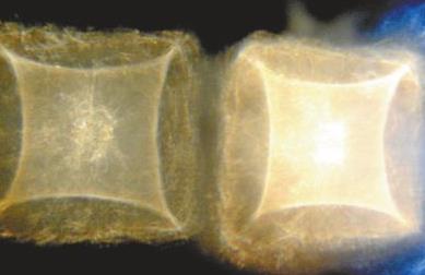 寺廟現神秘銀幕 揭秘詭異畫面背後 寺廟現神秘銀幕 揭秘詭異畫面背後