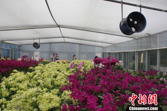 兩岸花博會“花·茶”共賞臺灣花卉跨海赴“會”