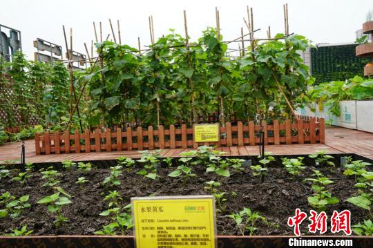 屋頂農場中種植的水果黃瓜。　孫權 攝