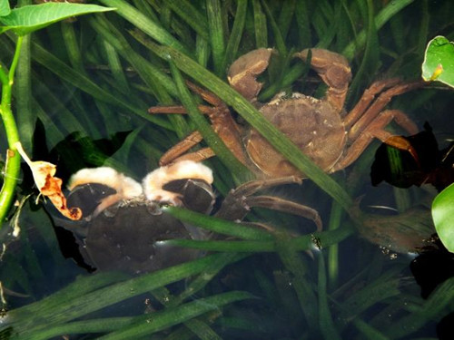 臺灣苗栗縣大閘蟹質量超預期有望“反攻大陸”