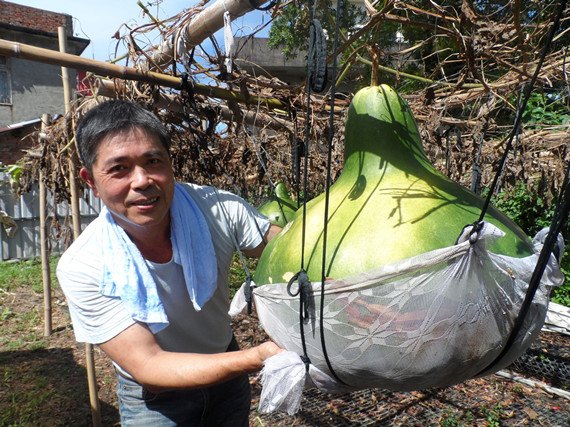 “南瓜王子”種出巨型瓠瓜腰圍達186厘米（圖）