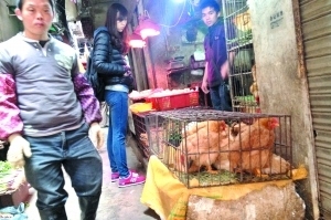 在出現本地首例人感染H7N9病例的沙東市場旁，仍有檔口現宰現賣<a href='http://103.249.53.35/gate/big5/search.xinmin.cn/?q-ifbase4-base12-Pea0u+m4oQ~~' target='_blank' class='keywordsSearch'><p  align=