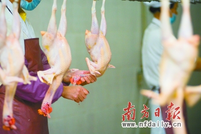 廣州市民為何不買冰鮮清遠雞的賬