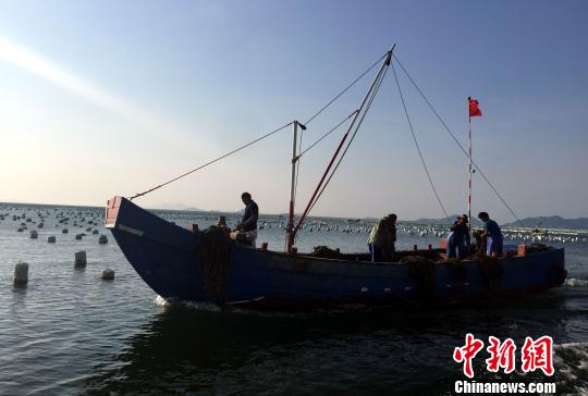 嵊泗地處著名的浙江舟山漁場中心，是中國十大漁業縣之一，原本水產品資源十分豐富。但在相當長一段時間，由于過度捕撈和無序無度開採，生態係統受到威脅。為保護人類的“藍色糧倉”，嵊泗展開了全方位修復海洋生態環境行動。圖為嵊泗縣枸杞鄉漁民正在作業。　阮煜琳 攝