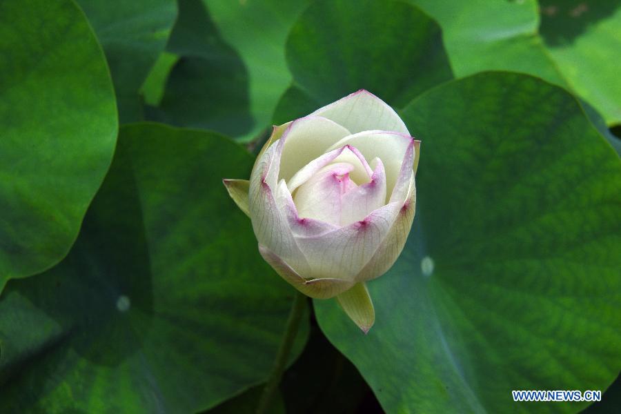 #CHINA-TAIPEI-LOTUS (CN)