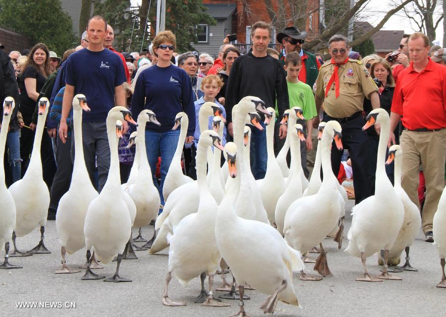 CANADA-ONTARIO-SWAN PARADE