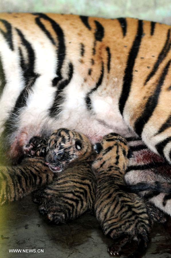 INDONESIA-MEDAN-SUMATRA TIGER CUB BORN