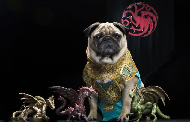 Adorable "Dog Cosplay"