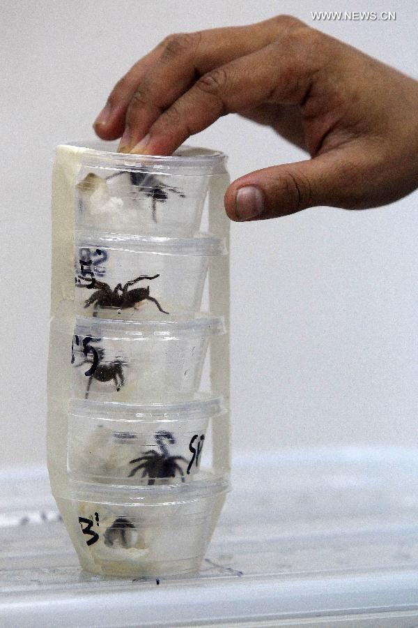 More than 1,500 exotic animals confiscated in Philippines