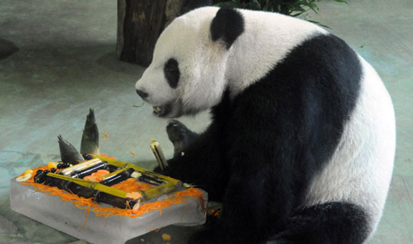 Panda 'fakes pregnancy' to get better living conditions