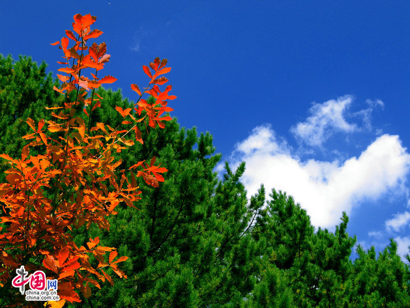 Wuling Mountain under the autumn veil