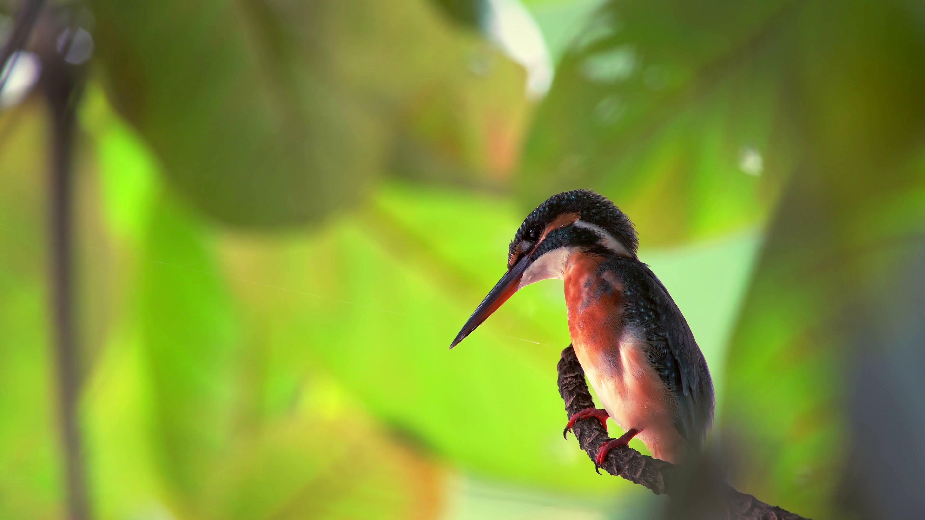 創意微視頻：園 圓圖片