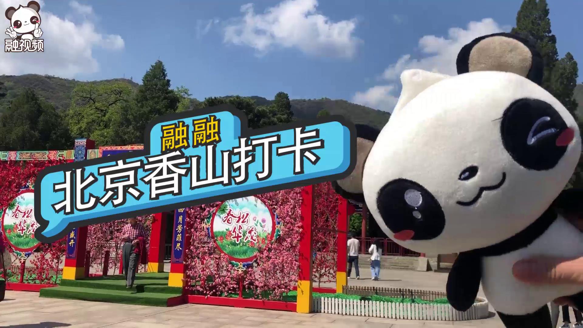 【融融來了】北京香山打卡 HERE WE GO!圖片