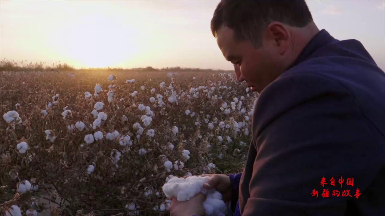 來自中國新疆的故事——棉農吐爾地圖片