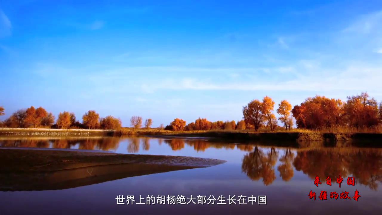 來自中國新疆的故事——胡楊禮讚圖片