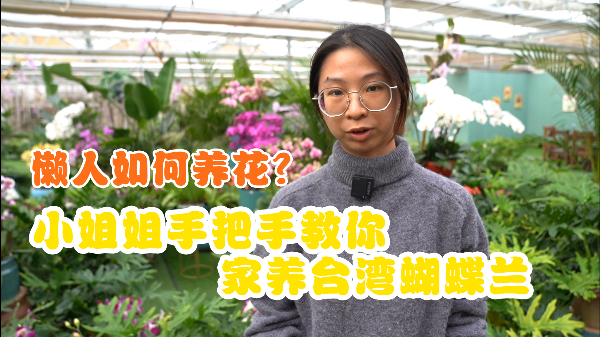 懶人適合養的花 小姐姐手把手教你家養臺灣蝴蝶蘭圖片