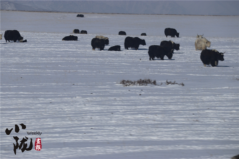 三月雪後大美祁連山