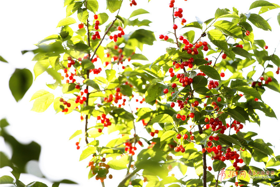 �X�˥_���Ⲧ���B恹{���G��������� ������������o��`���