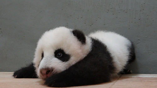 �ػO�j�����_�_����J���Ǫ���ֱo�i�ڶm�]�ϡ^