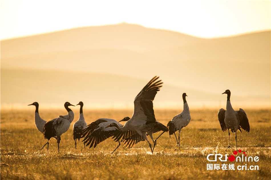 �O�C�ѩ��C�O�G���e�E���Ĥ@�W �Y�֭Y�e�Y���\_fororder_9